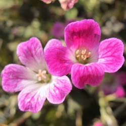 Gernio 'Orkney Cherry'